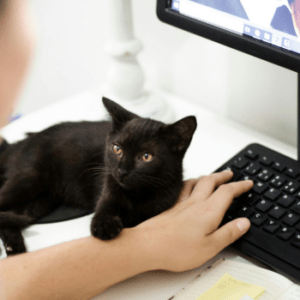 person using computer keyboard with cat's paw on arm